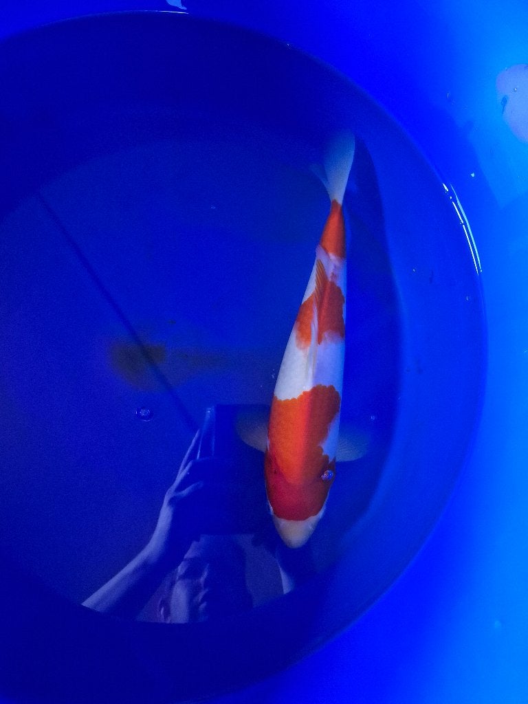 Mooie kohaku, Dieren en Toebehoren, Karper of Koi
