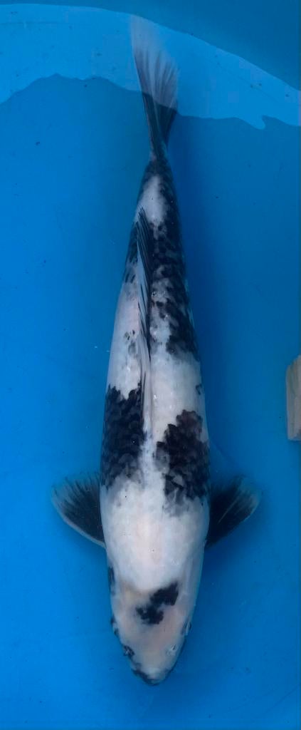 Mooie shiro utsuri, nisai, 43 cm, kweker Omosako, Karper of Koi