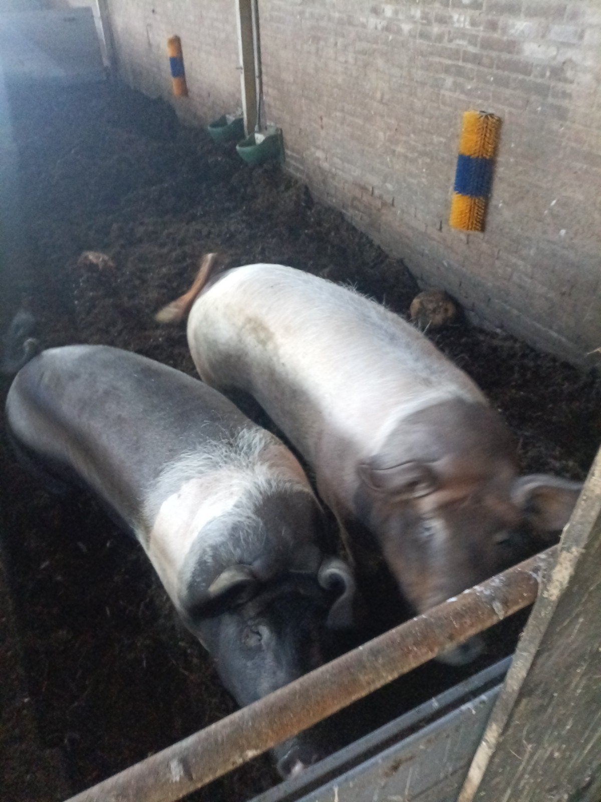 zeugen zeug varkens, Mannelijk, Geit