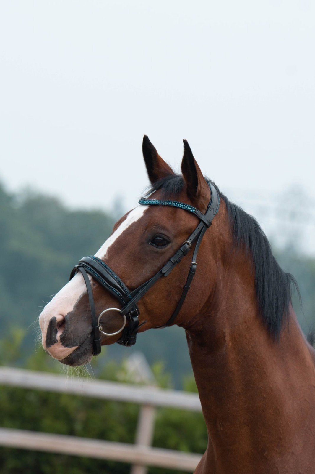 Brave, vriendelijke en heel knappe ruin, Dieren en Toebehoren, Paarden, Ruin, Dressuurpaard, 170 tot 175 cm, 11 jaar of ouder