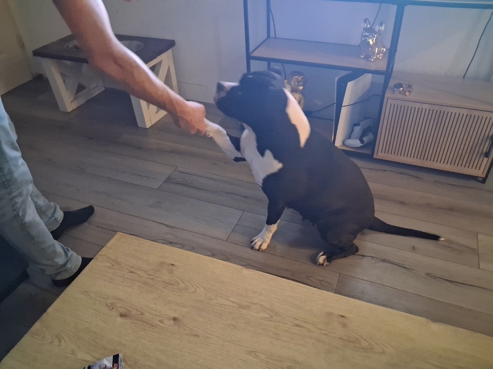 te koop amerikaanse stafford, 6 jaar of ouder, Parvo, American Staffordshire Terriër, Teef