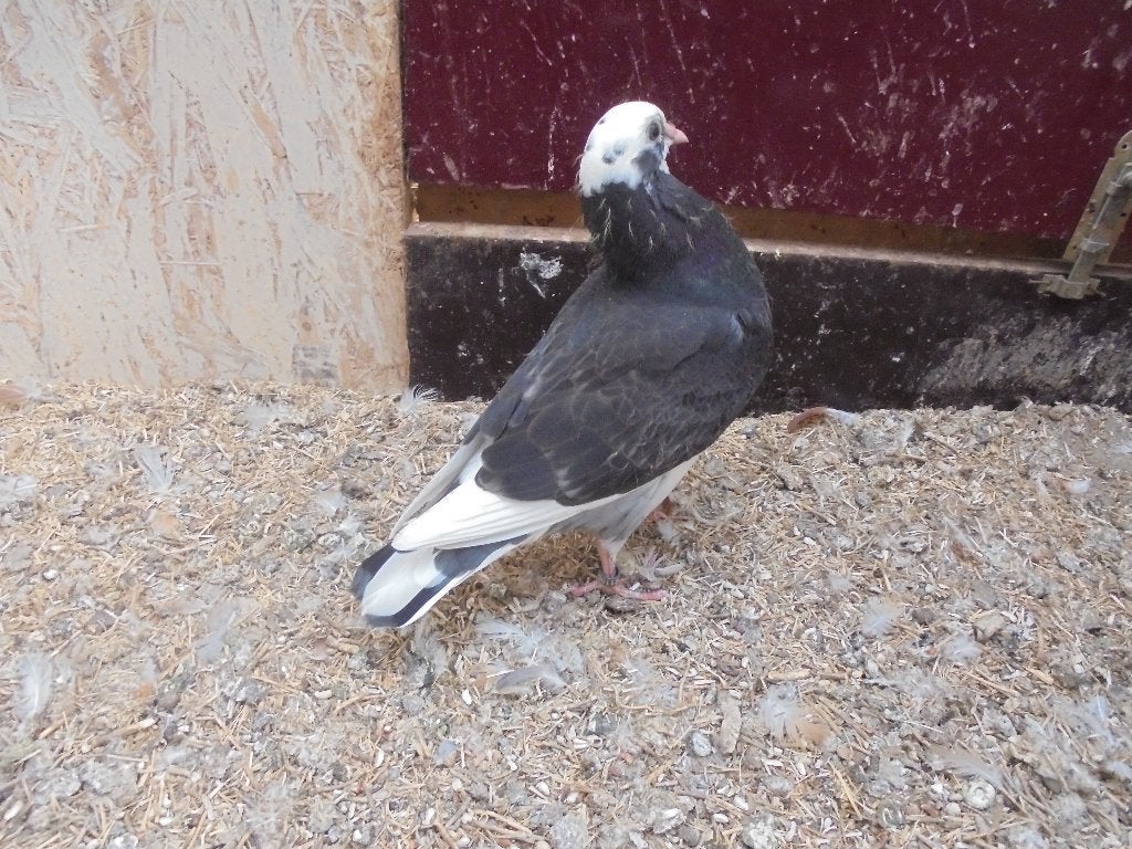 2 jonge  kruising  Postduif x Oud Holl Kapucijn.  sierduiven, Meerdere dieren, Postduif