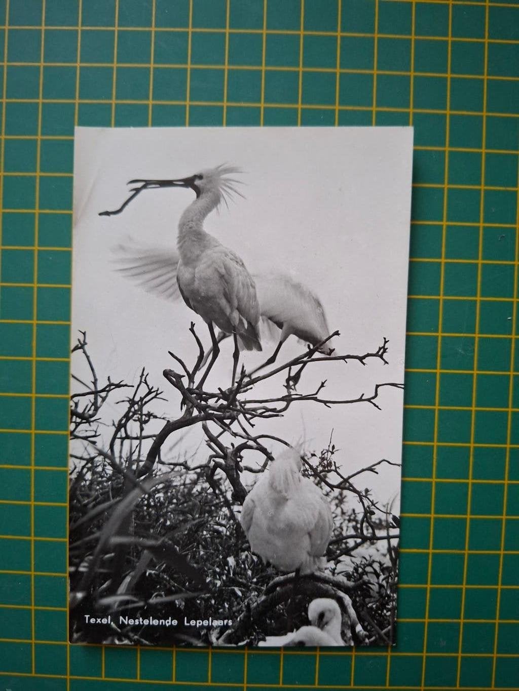 ansichtkaart, Texel Nestelende Lepelaars., Verzamelen, Ophalen of Verzenden, 1960 tot 1980, Ongelopen, Vogel