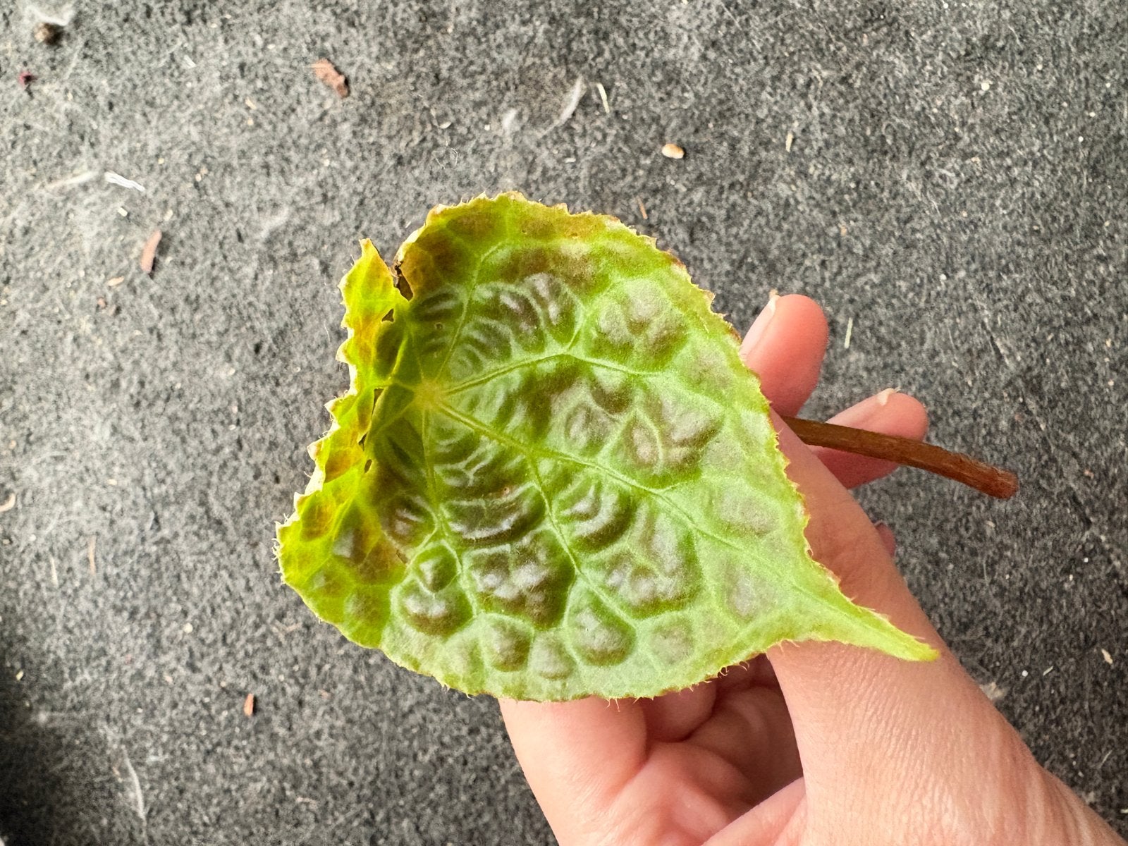 Begonia phutoensis - cutting, Overige soorten, Vaste plant, Ophalen of Verzenden, Bloeit niet