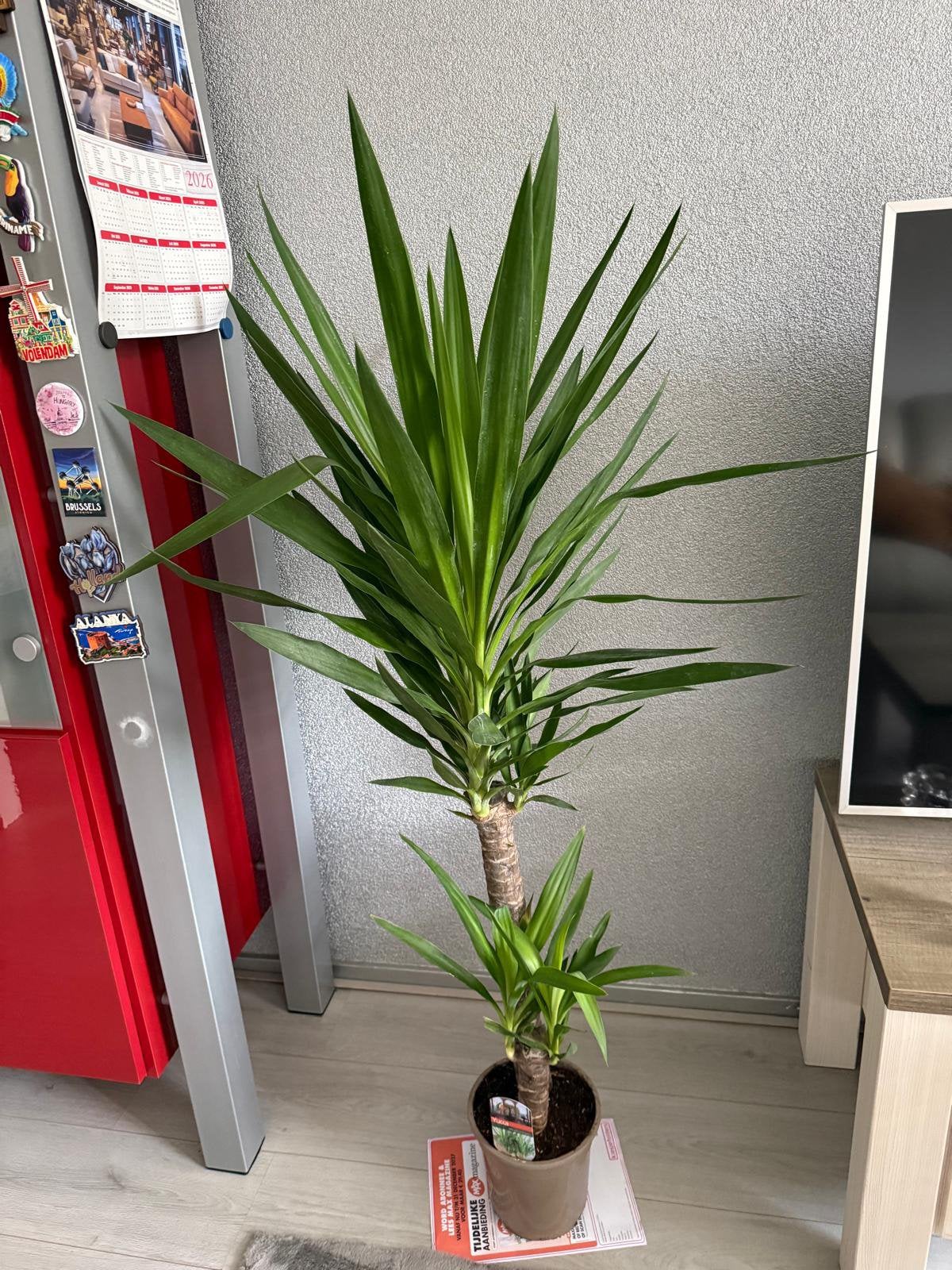 Yucca kamerplant (130cm), Ophalen, Halfschaduw, Minder dan 100 cm