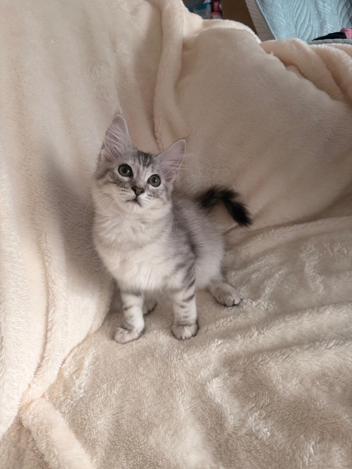Prachtige Maine Coon kruising kittens – 12 weken, Dieren en Toebehoren, Meerdere dieren, Ontwormd, 0 tot 2 jaar