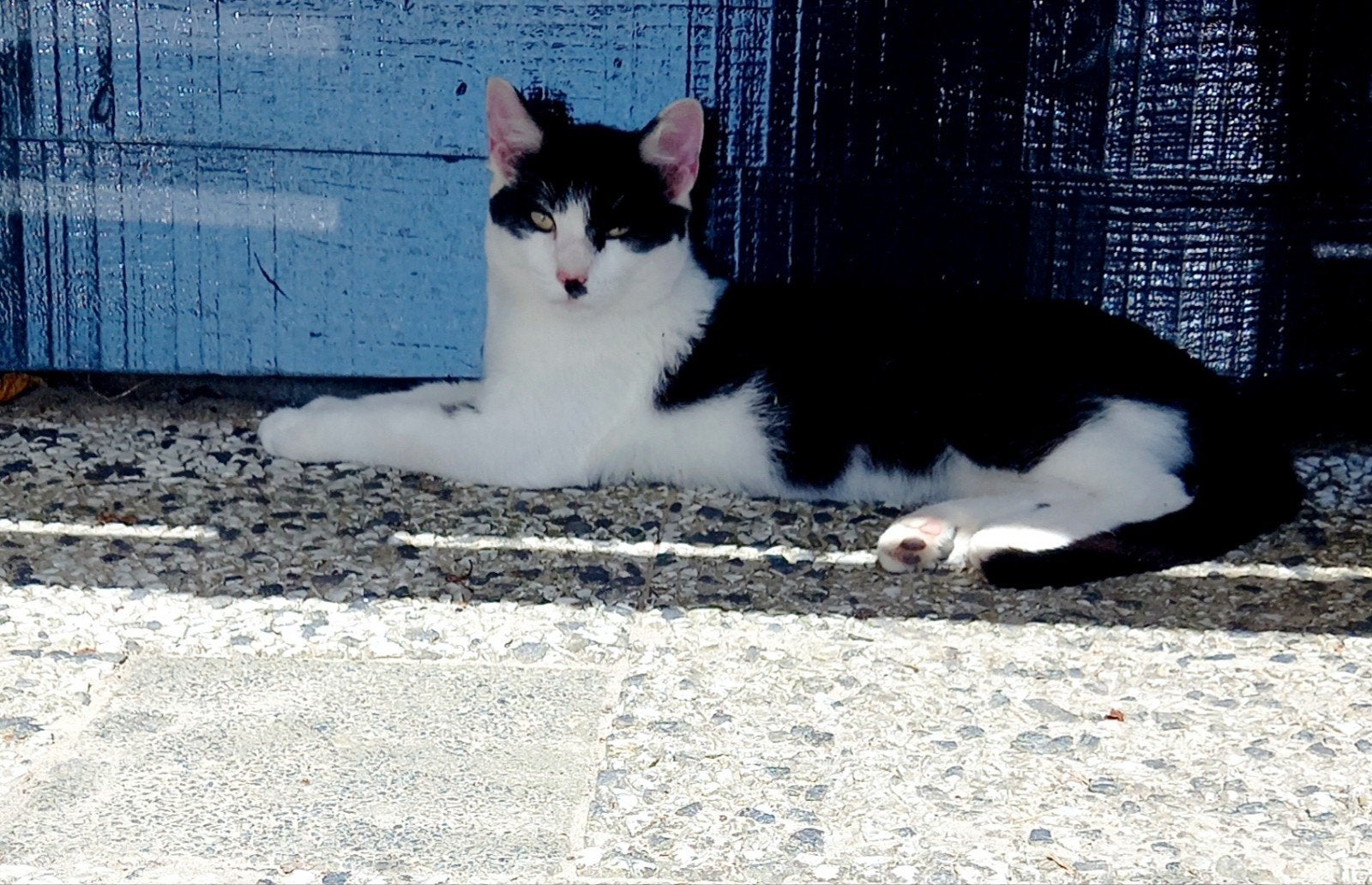Hele lieve kitten GERESERVEERD, Kater, 0 tot 2 jaar
