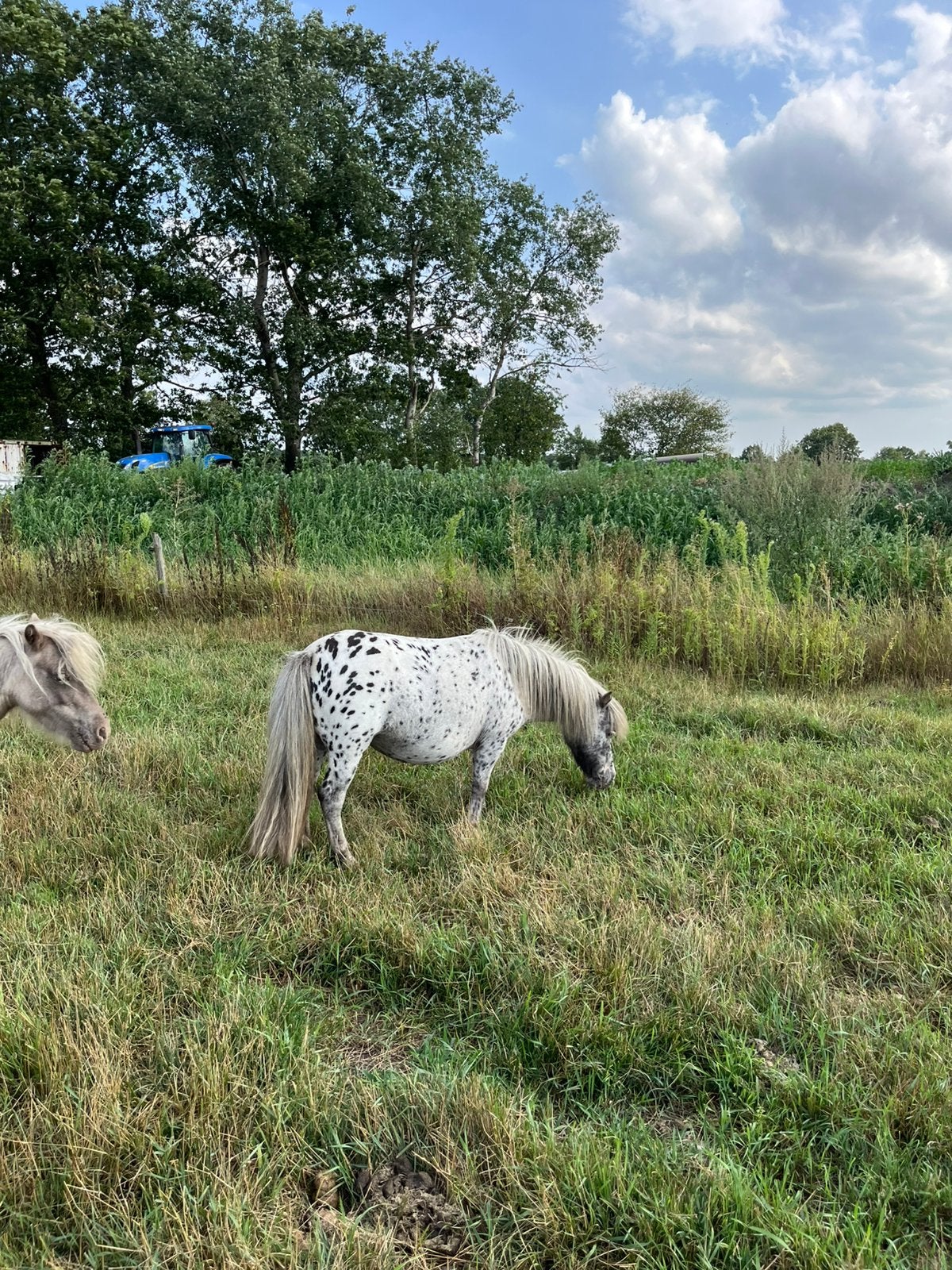 🤩Zwartpanterbonte appaloosa merrie🤩, Dieren en Toebehoren, Paarden en Pony's | Dekhengsten en Fokmerries, Merrie