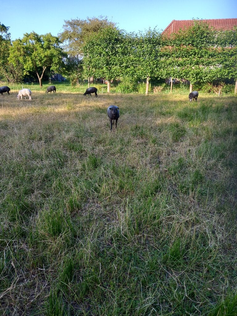 TEXELAARS, Vrouwelijk, Schaap, 0 tot 2 jaar