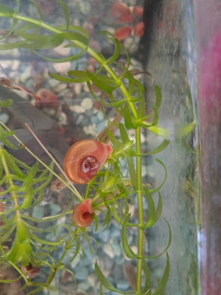 Aquarium slakjes, Dieren en Toebehoren, Vissen | Aquaria en Toebehoren, Ophalen, Nieuw, Leeg aquarium