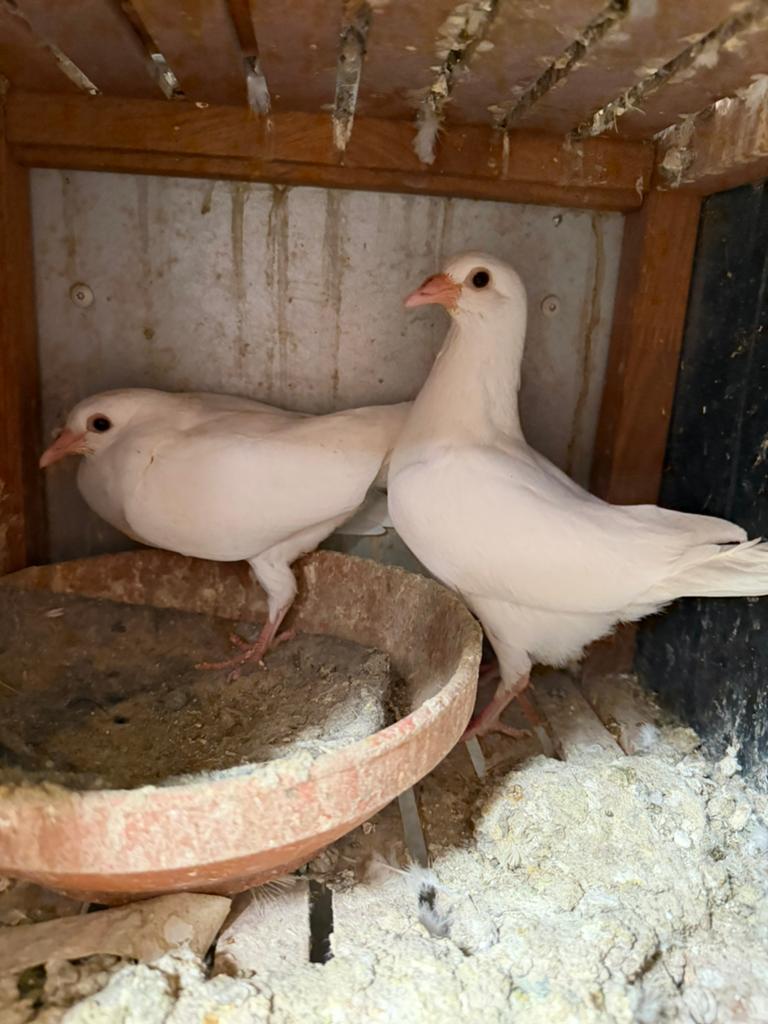 Jonge postduiven, Meerdere dieren, Postduif