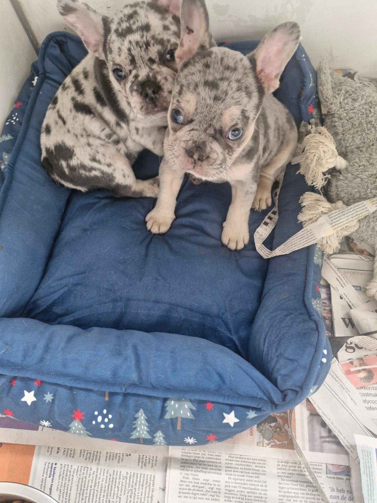 Franse bulldog pups, Dieren en Toebehoren, Reu, CDV (hondenziekte), 8 tot 15 weken, Bulldog