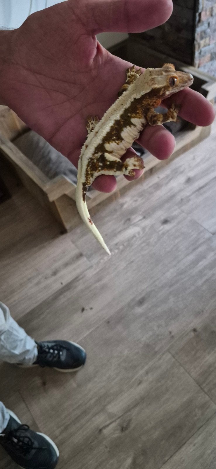 Lilly White wimpergecko, Hagedis, 3 tot 6 jaar