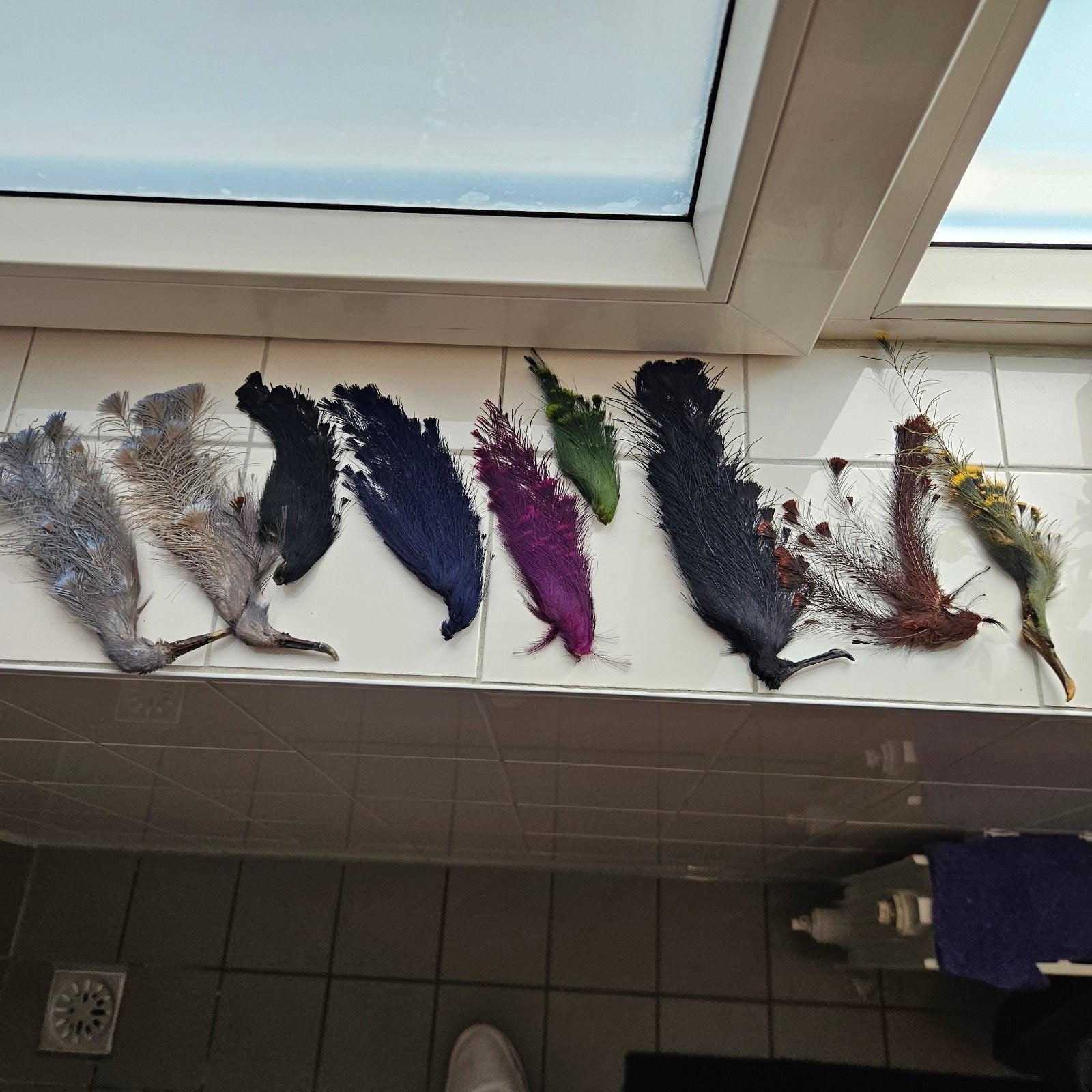 hoeddecoratie kroonduif taxidermie taxidermy opgezet, Ophalen of Verzenden, Gebruikt, Vogel, Opgezet dier