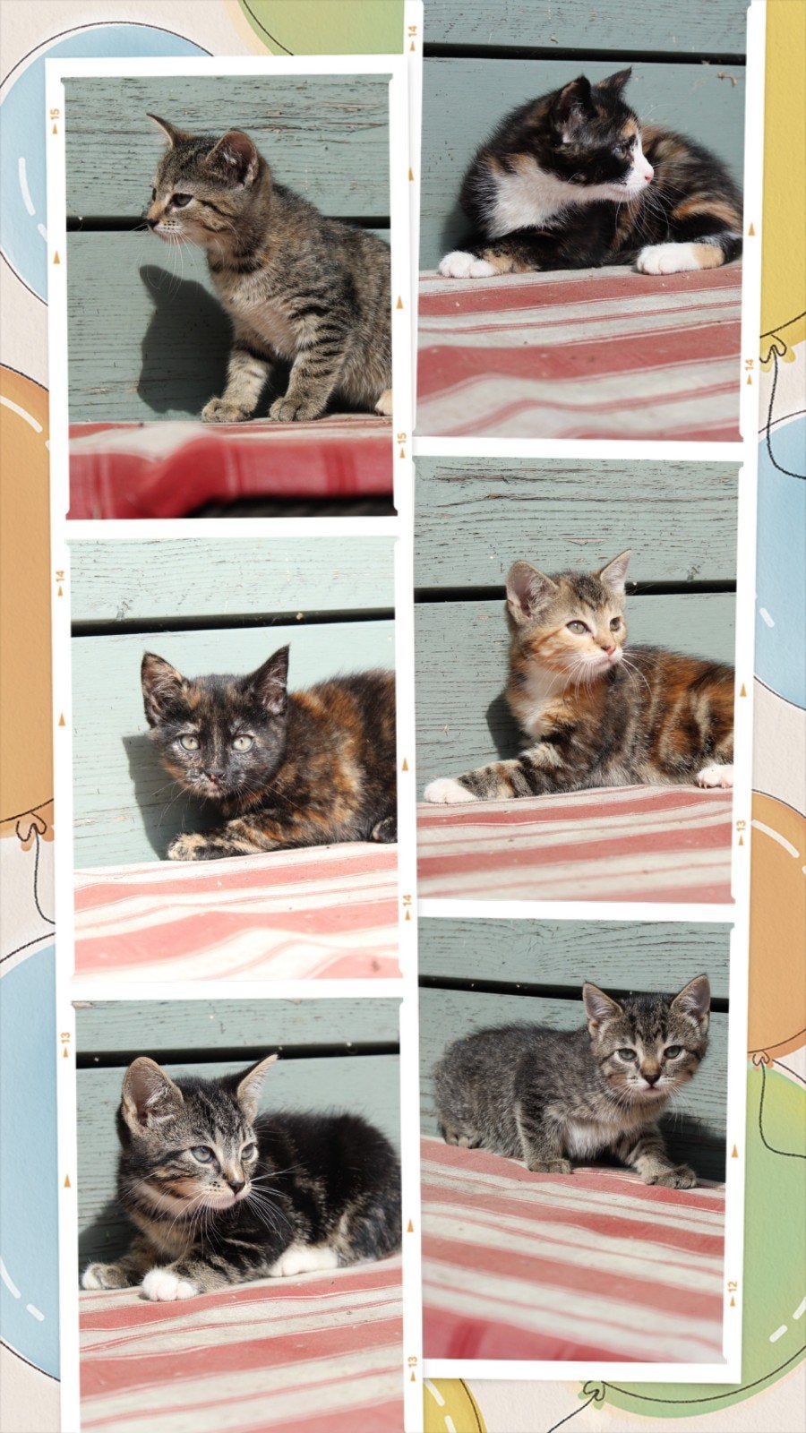 Ondeugende, prachtige boerderij kittens, 8 weken oud, Meerdere dieren, Kortharig, 0 tot 2 jaar