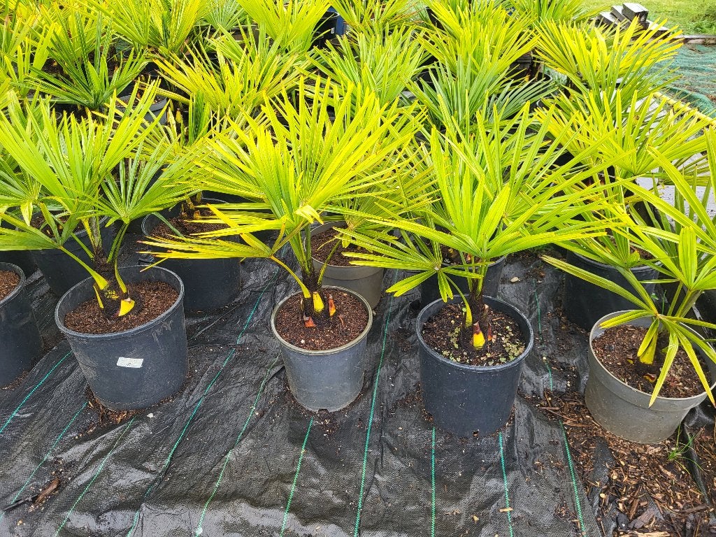 mooie palmbomen, diverse maten, Tuin en Terras, Ophalen, Vaste plant, Overige soorten, Volle zon