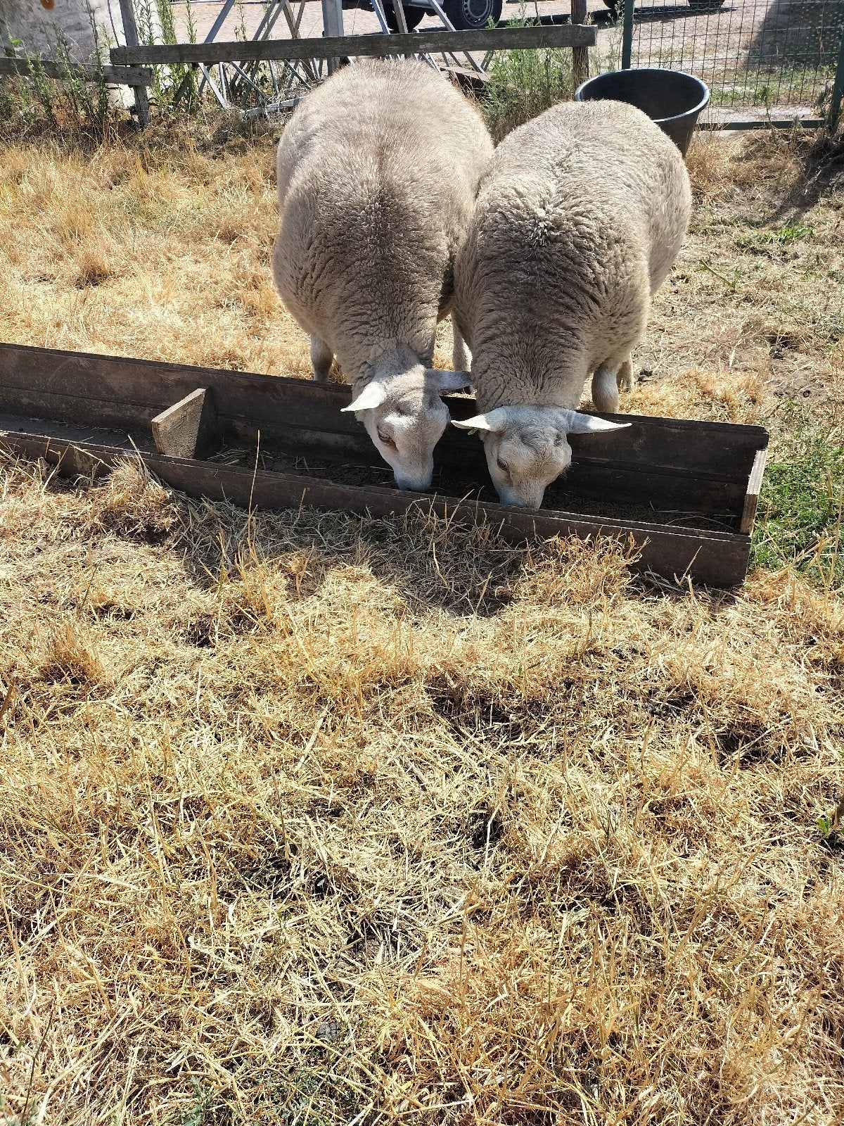 schapen rammen, Dieren en Toebehoren, Mannelijk, Schaap
