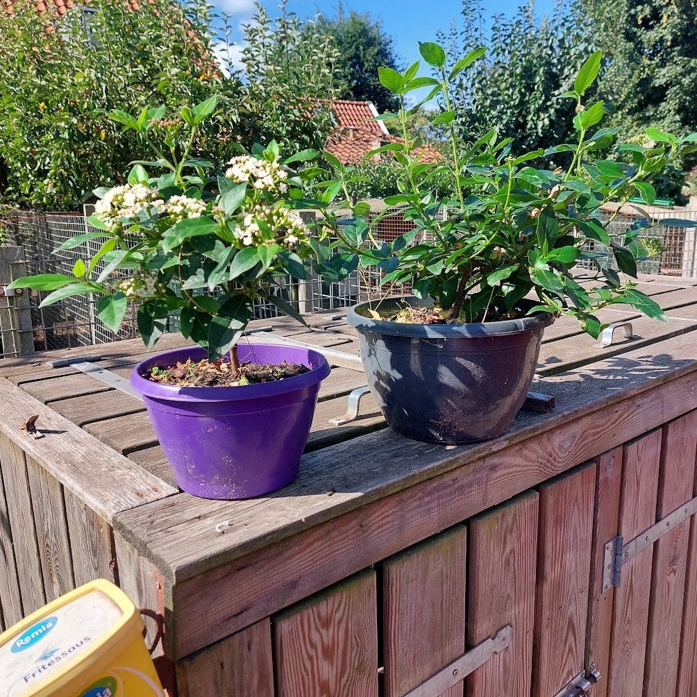 Viburnum, Ophalen, Overige soorten, Struik, Minder dan 100 cm