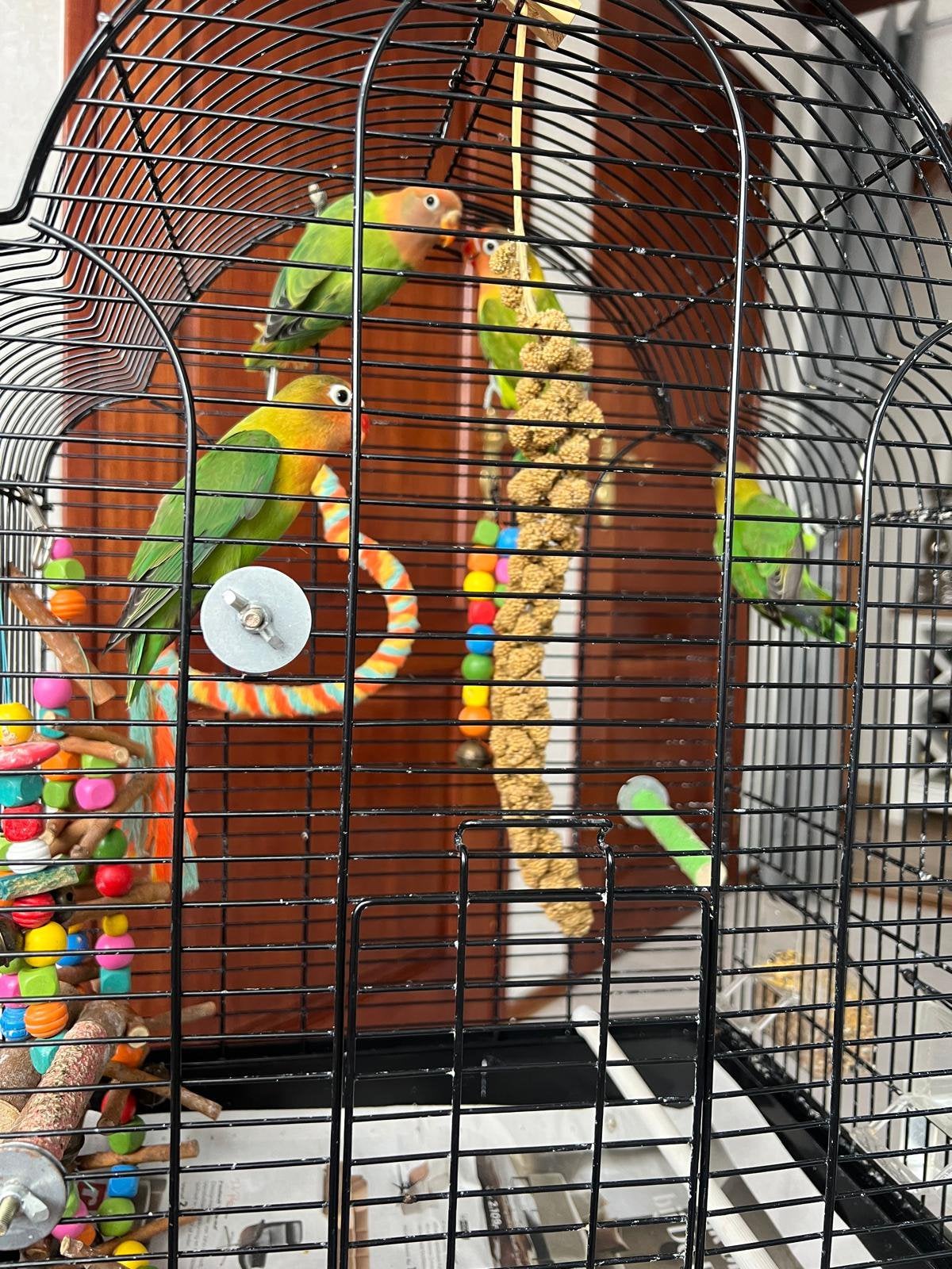 Agapornissen te koop, Dieren en Toebehoren, Vogels | Parkieten en Papegaaien, Geslacht onbekend, Dwergpapegaai of Agapornis