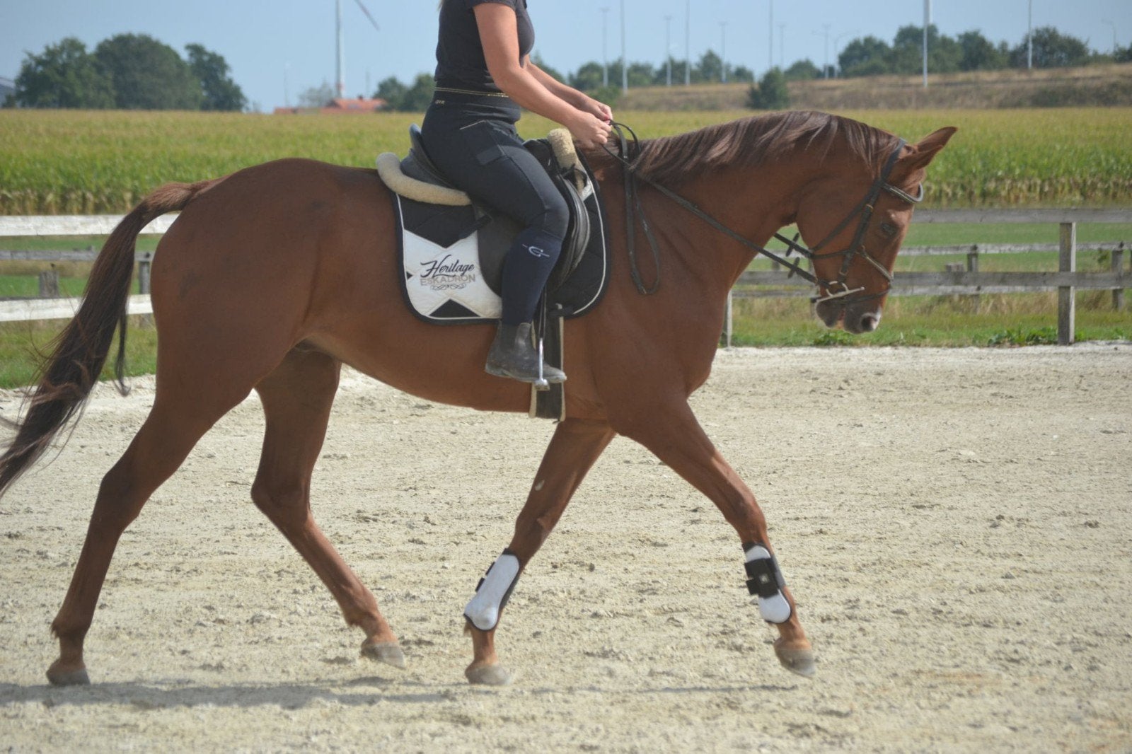 leuk lief allround paard, B, Ruin, 170 tot 175 cm, 7 tot 10 jaar