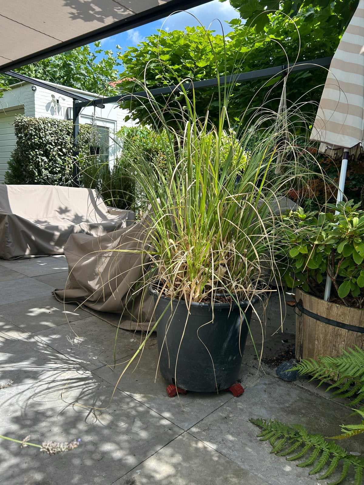 Groot Pampasgras (3 jaar oud) in 50 liter pot, Ophalen, Volle zon, Vaste plant, Siergrassen