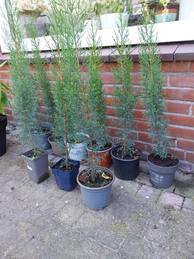 Italiaanse cipres, Tuin en Terras, Planten | Bomen, Bloeit niet, Overige soorten, Minder dan 100 cm, Ophalen
