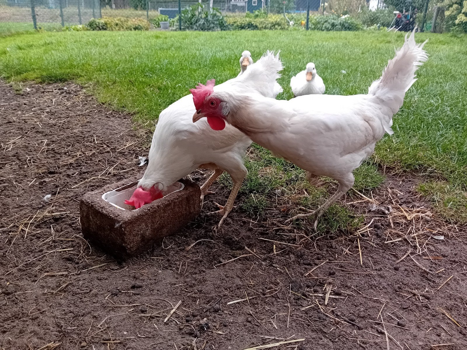 goede legkippen ongeveer 1 jaar oud, Vrouwelijk, Kip