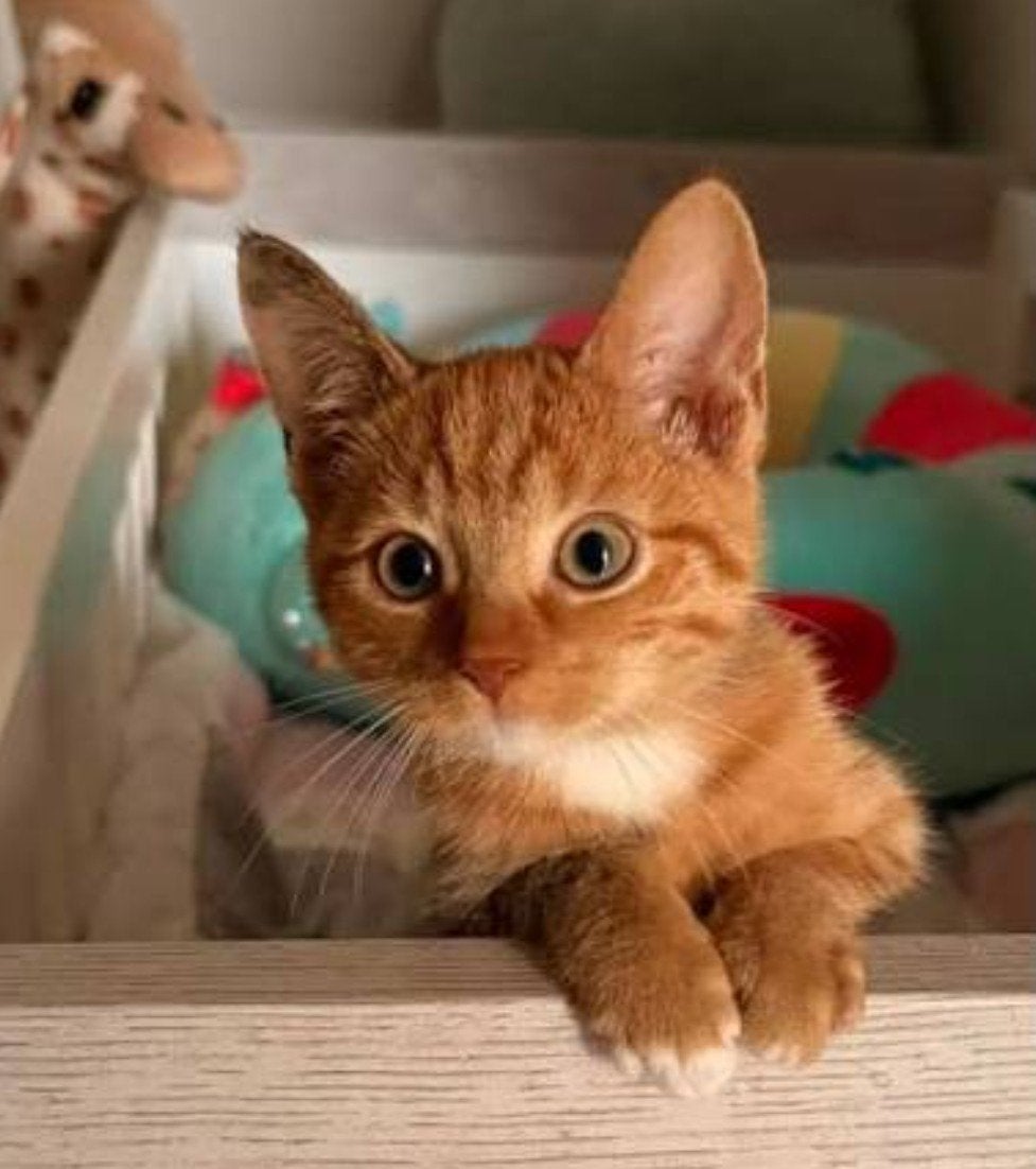 Gezocht rode kater, Dieren en Toebehoren, Kater