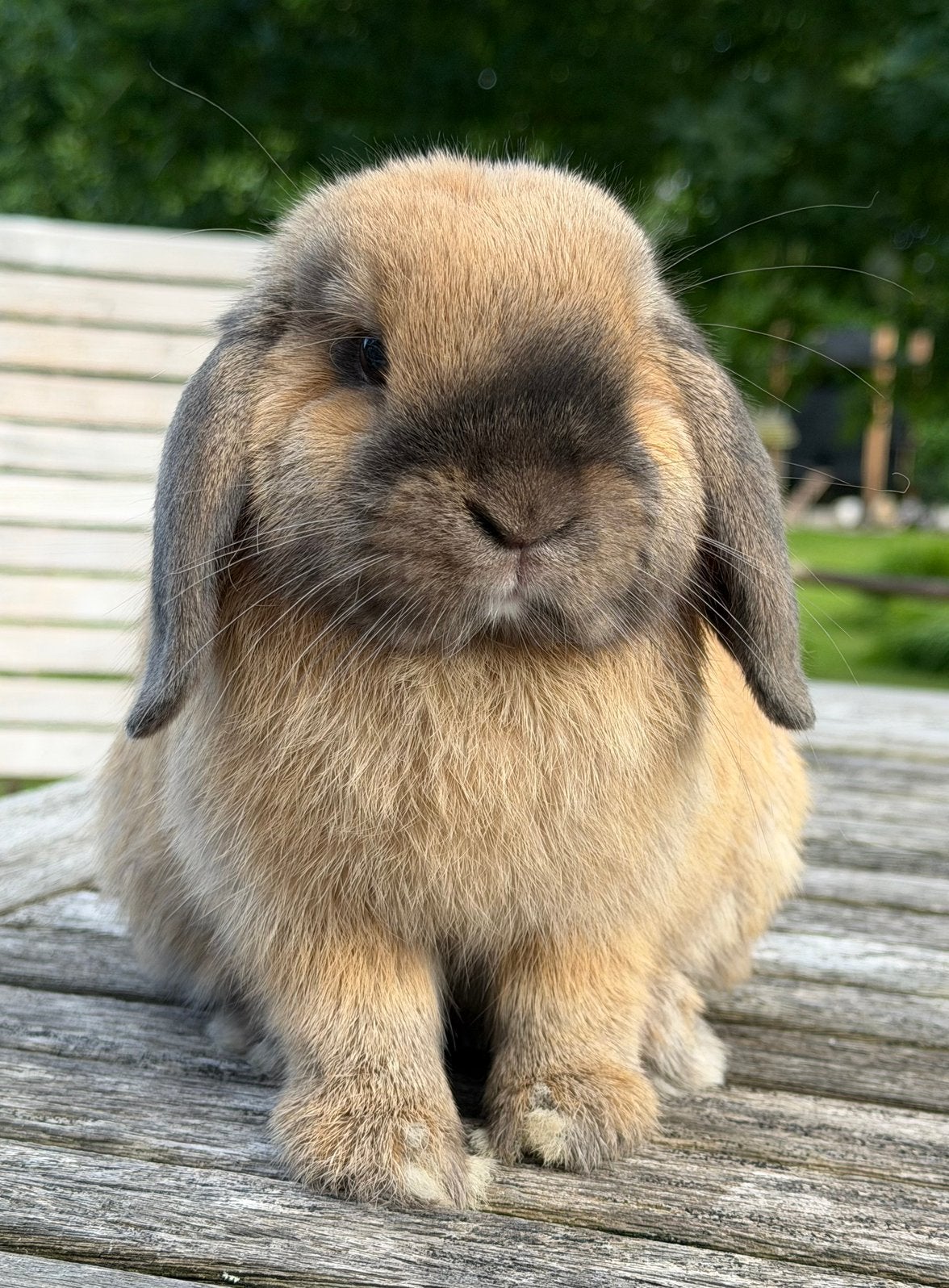 Super knappe gecastreerde + gevaccineerde Minilops + Teddy’s, Dieren en Toebehoren, Meerdere dieren, Dwerg, Hangoor, 0 tot 2 jaar