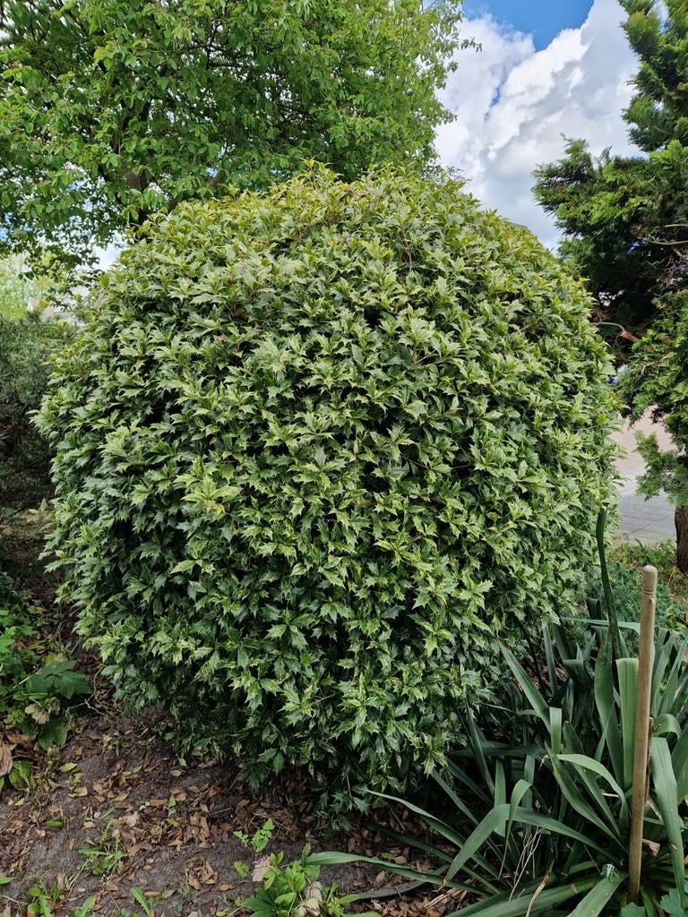Gratis hulst struik, Ophalen, Overige soorten