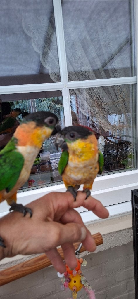 Zwartkop Caique's  Handtam, Mannelijk, Dwergpapegaai of Agapornis, Tam