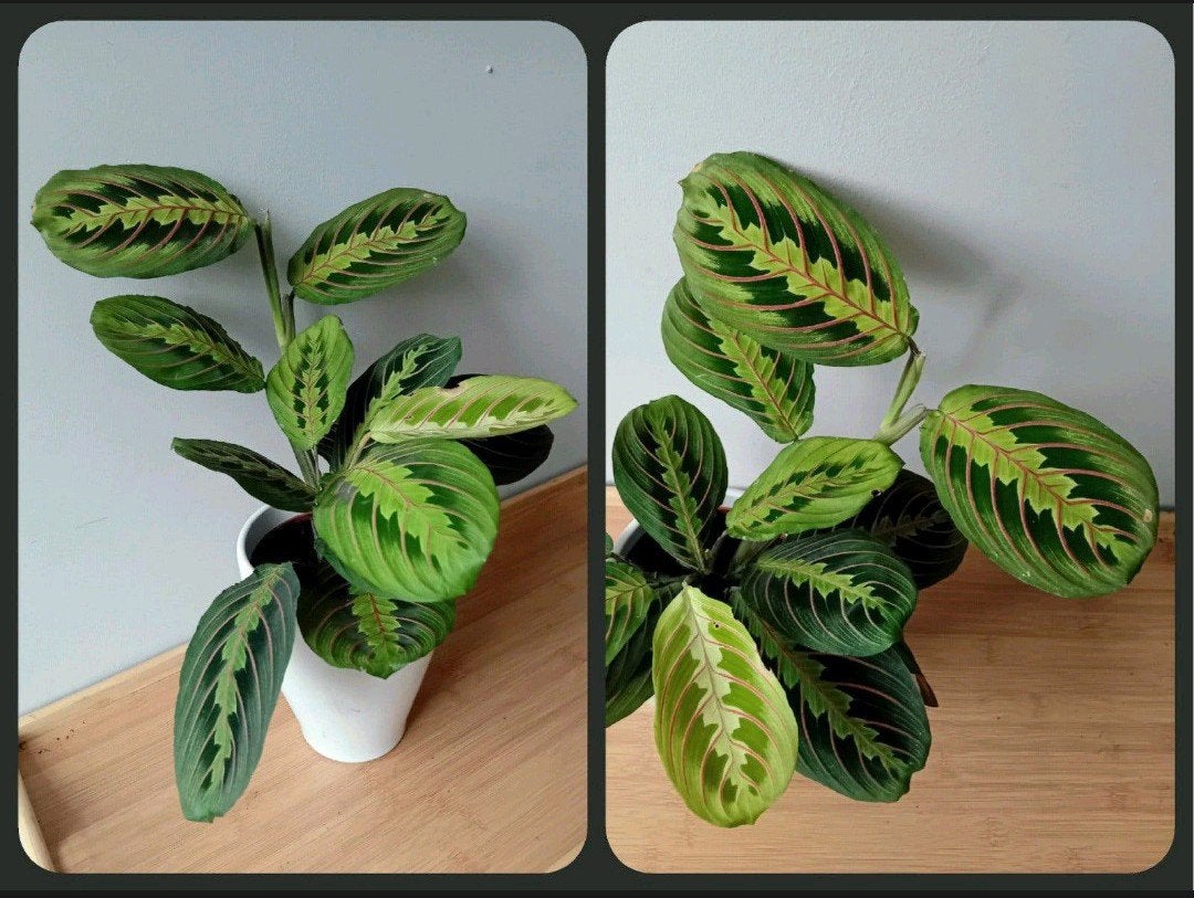kamerplant 40cm marantha, Ophalen, Overige soorten, Halfschaduw, In pot