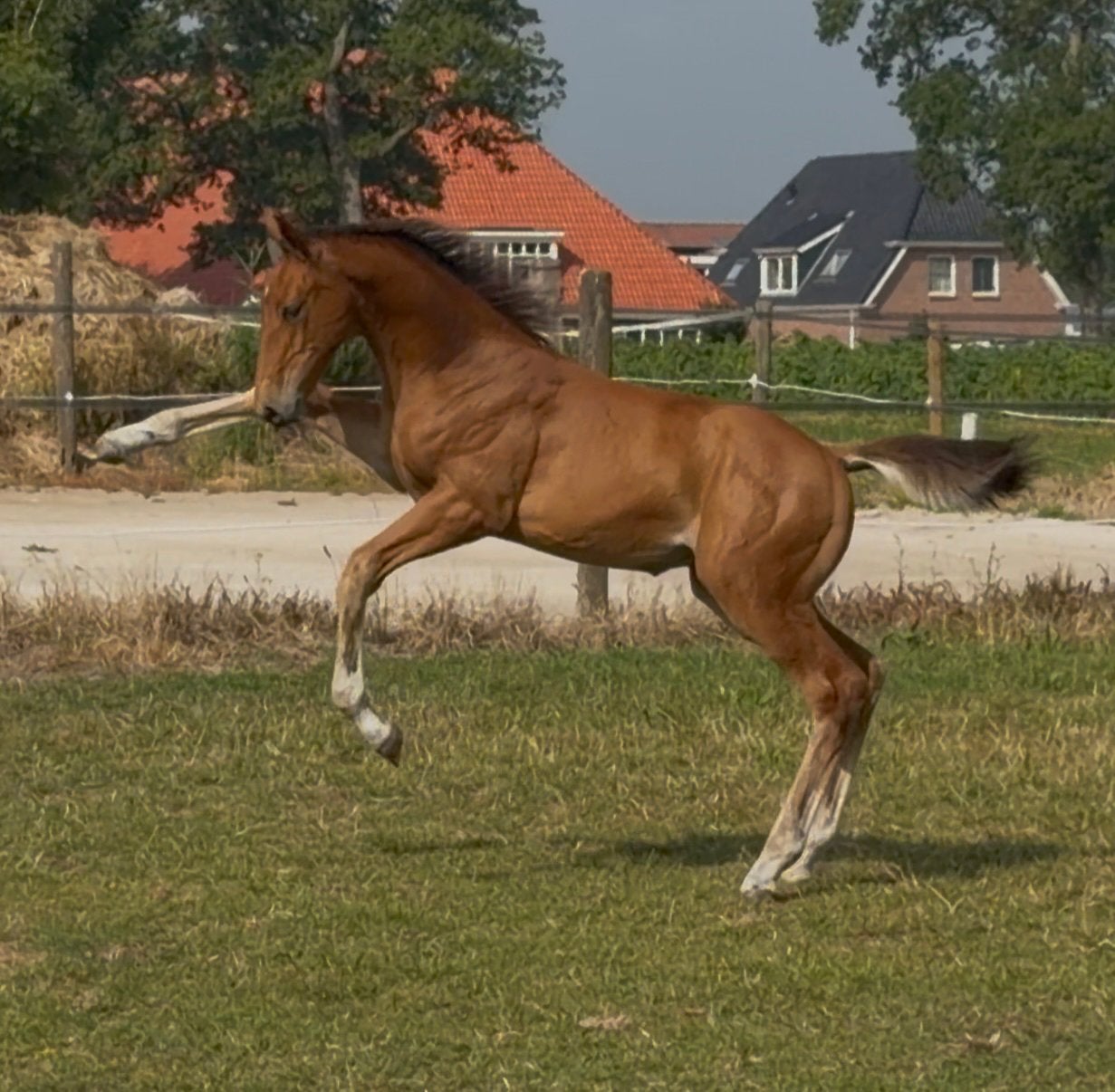 Veelbelovend Spring Hengstveulen (Casco Blue Ps x Chin Chin), Dieren en Toebehoren, Paarden, Hengst, Springpaard, Met stamboom