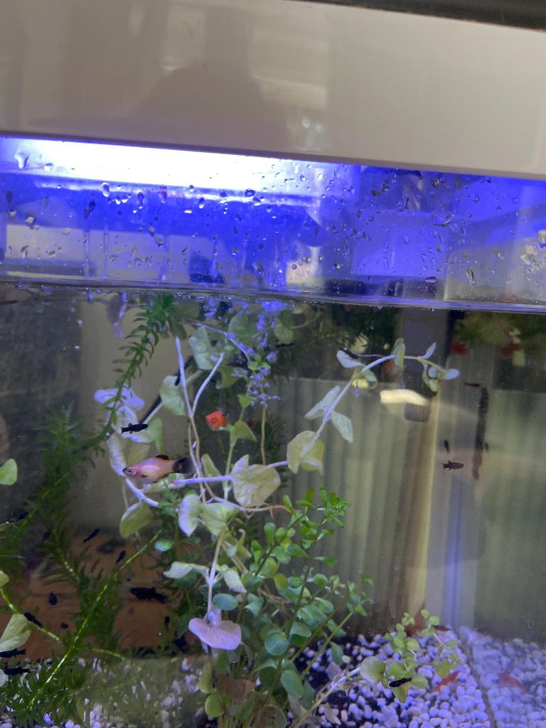 Platy en Black Molly jongen, Dieren en Toebehoren, Vis, Zoetwatervis