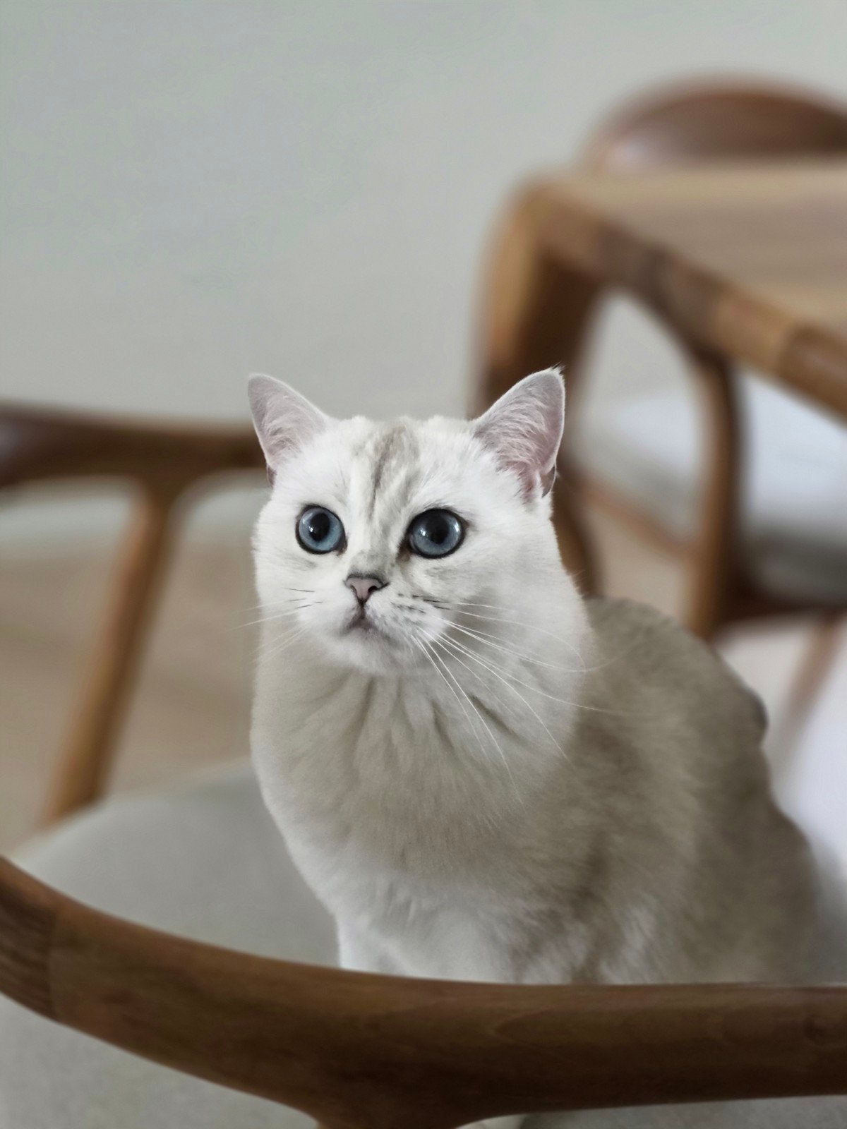 Britse Korthaar, Poes, Gechipt