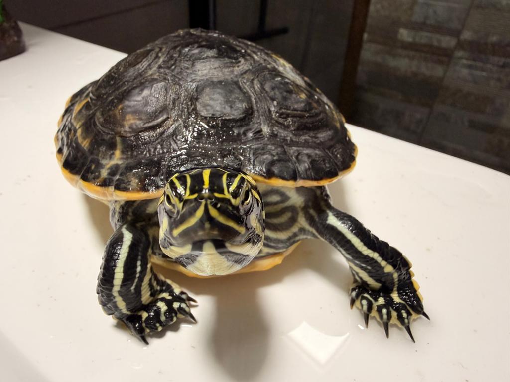 Water schildpad 2 jaar Turtle - unknown for sale from Akhiat