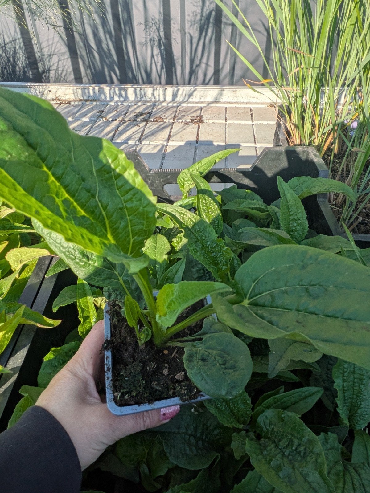 Echinacea 'White Swan' (Witte Zonnehoed) – P9 pot, Ophalen
