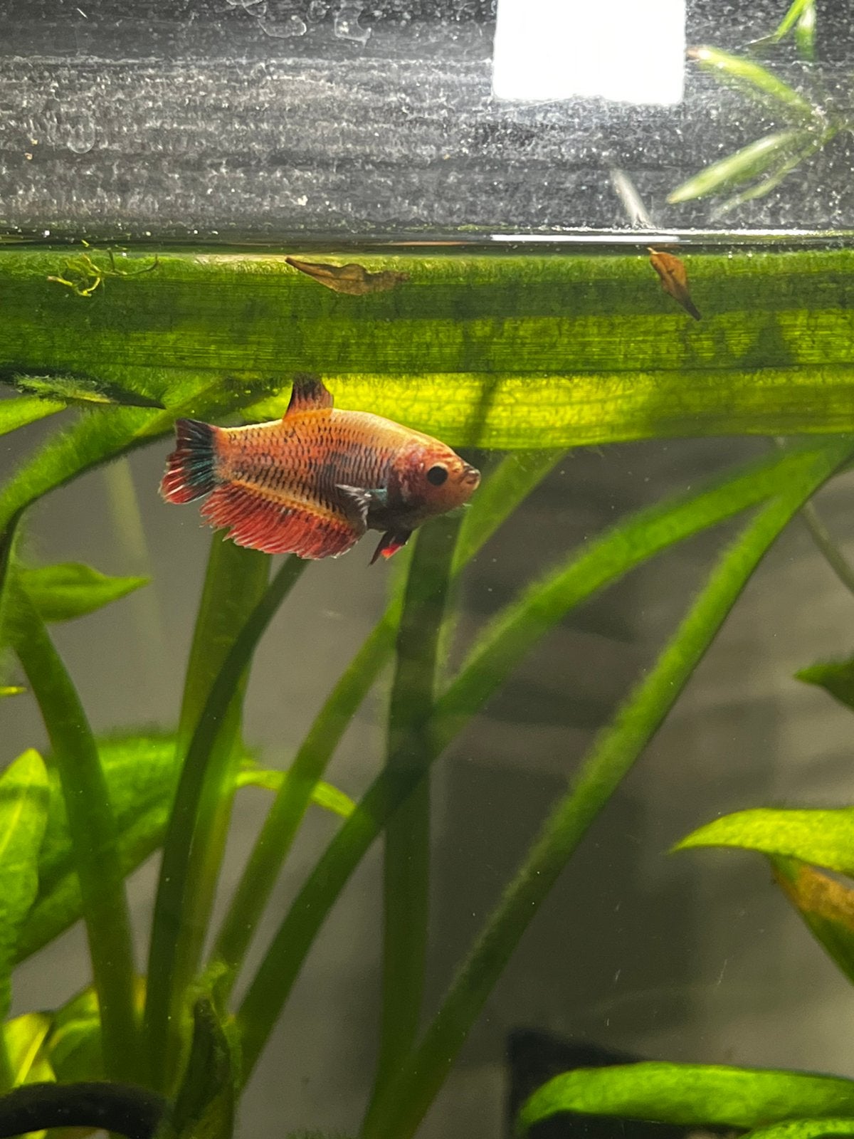 Beta vrouw, Dieren en Toebehoren, Vis