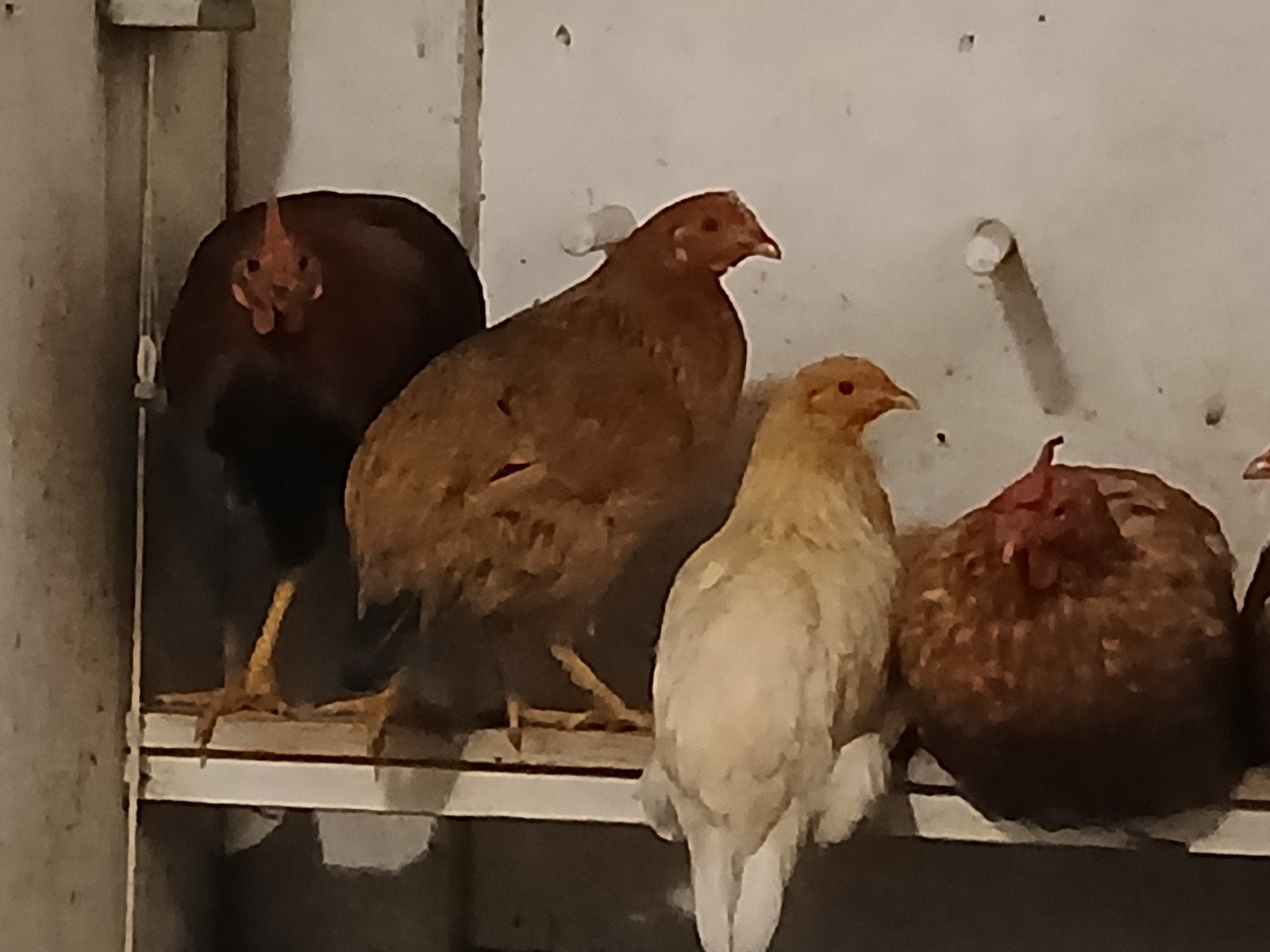 pluimvee, Dieren en Toebehoren