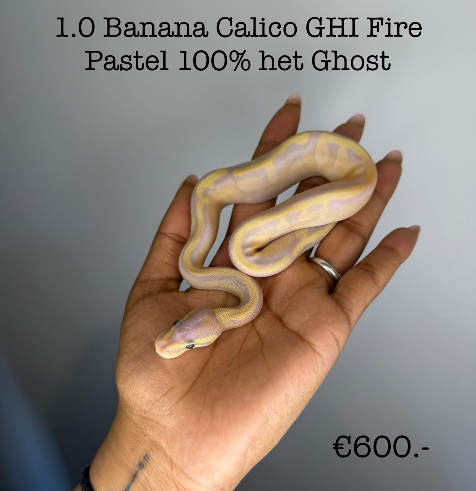 1.0 Banana Calico GHI Fire Pastel 100% het ghost NK26, Dieren en Toebehoren, Slang, 3 tot 6 jaar