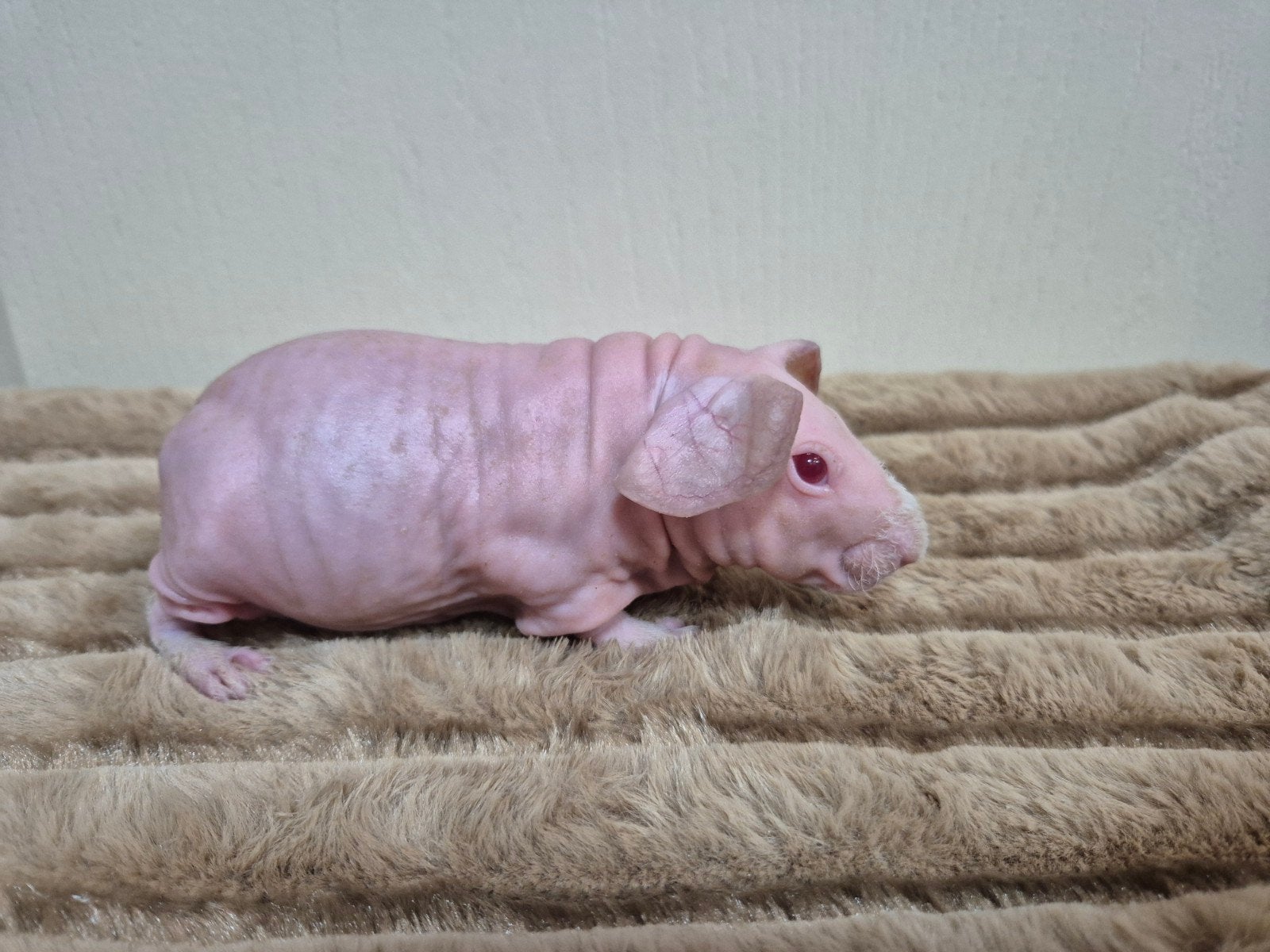Mooi himalaya skinny cavia beertje, Dieren en Toebehoren, Cavia, Mannelijk, Mei, Tam