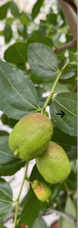 Ziziphus Jujuba: Chinese Dadelboom met grillig uiterlijk, Overige soorten, Zomer, 400 cm of meer, Ophalen