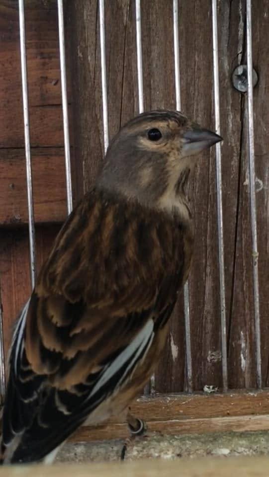 Kneutermans, Dieren en Toebehoren, Vogels | Overige Vogels, Mannelijk, Wildzangvogel, Geringd