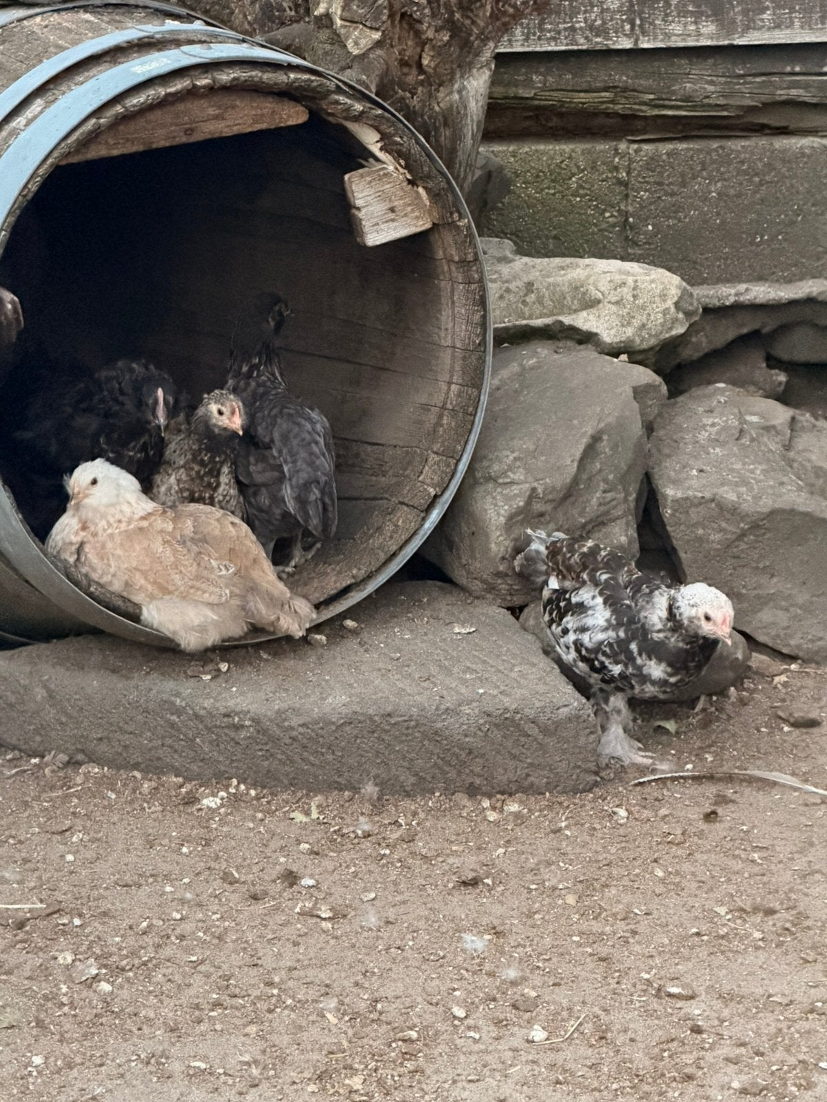 Diverse kuikens in diverse kleurslagen aangeboden, Dieren en Toebehoren, Meerdere dieren, Kip