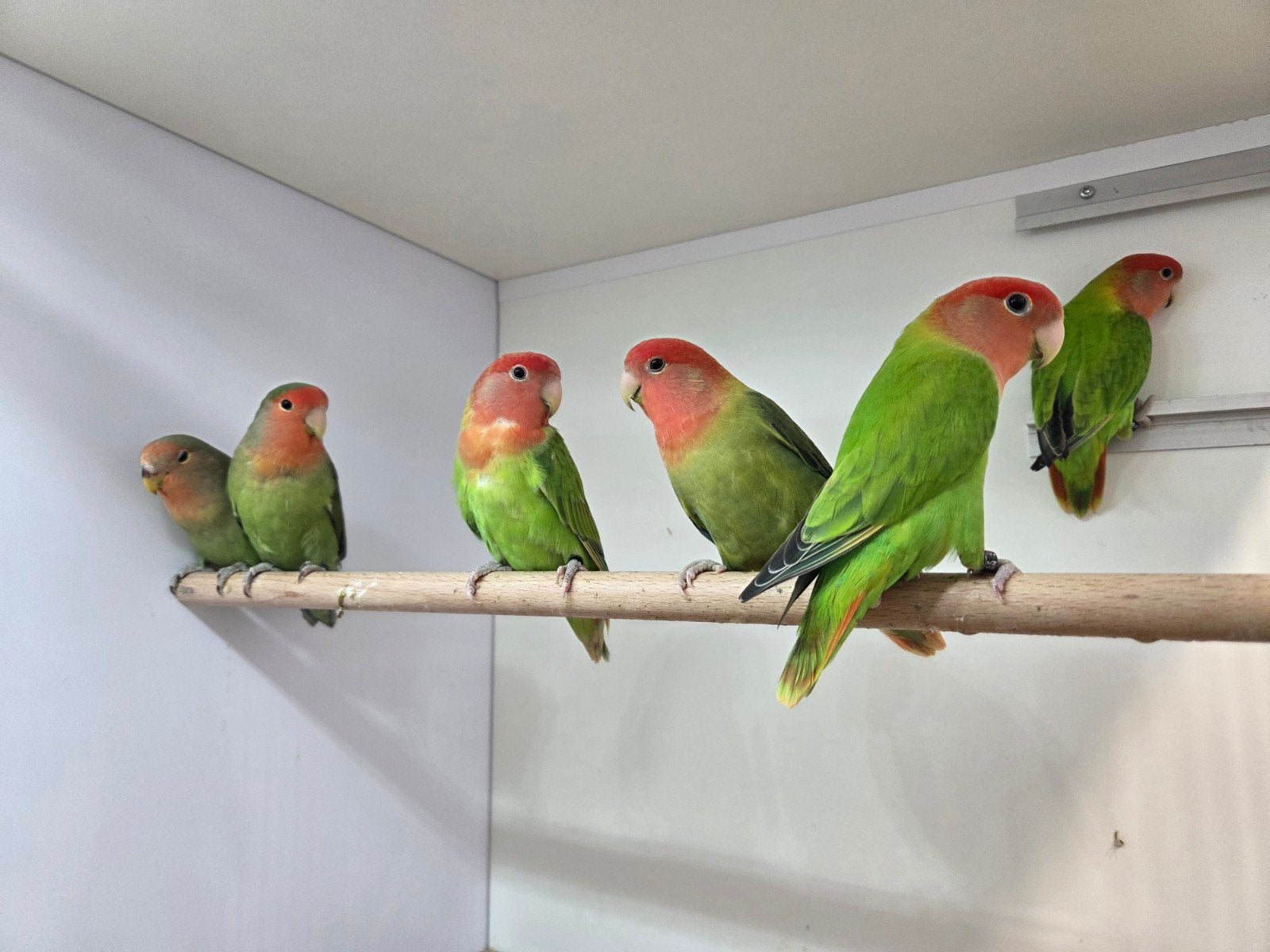 roseicollis DNA getest, Dieren en Toebehoren, Meerdere dieren, Dwergpapegaai of Agapornis