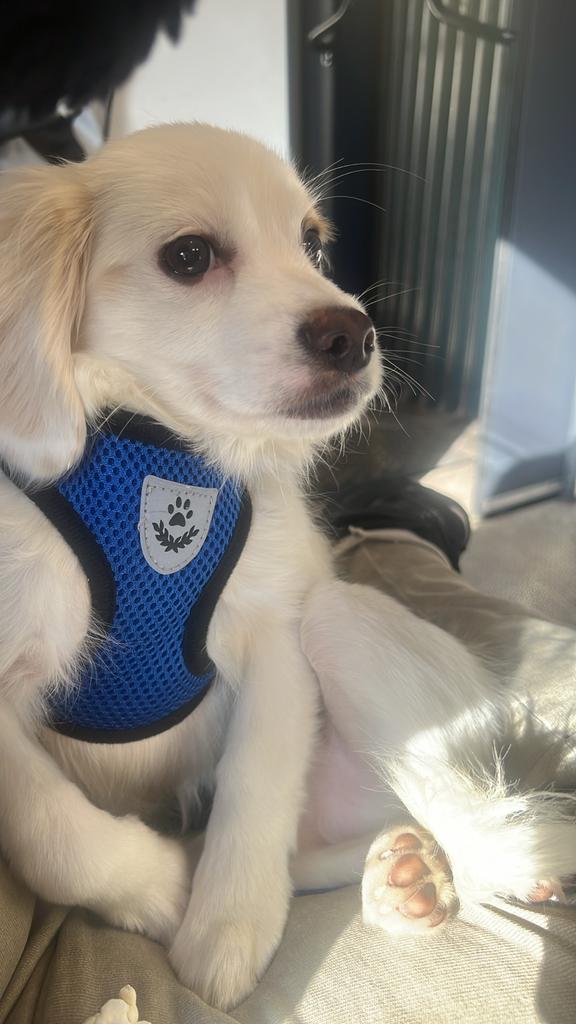 Hond, 8 tot 15 weken, Parvo, Eén hond, Nederland