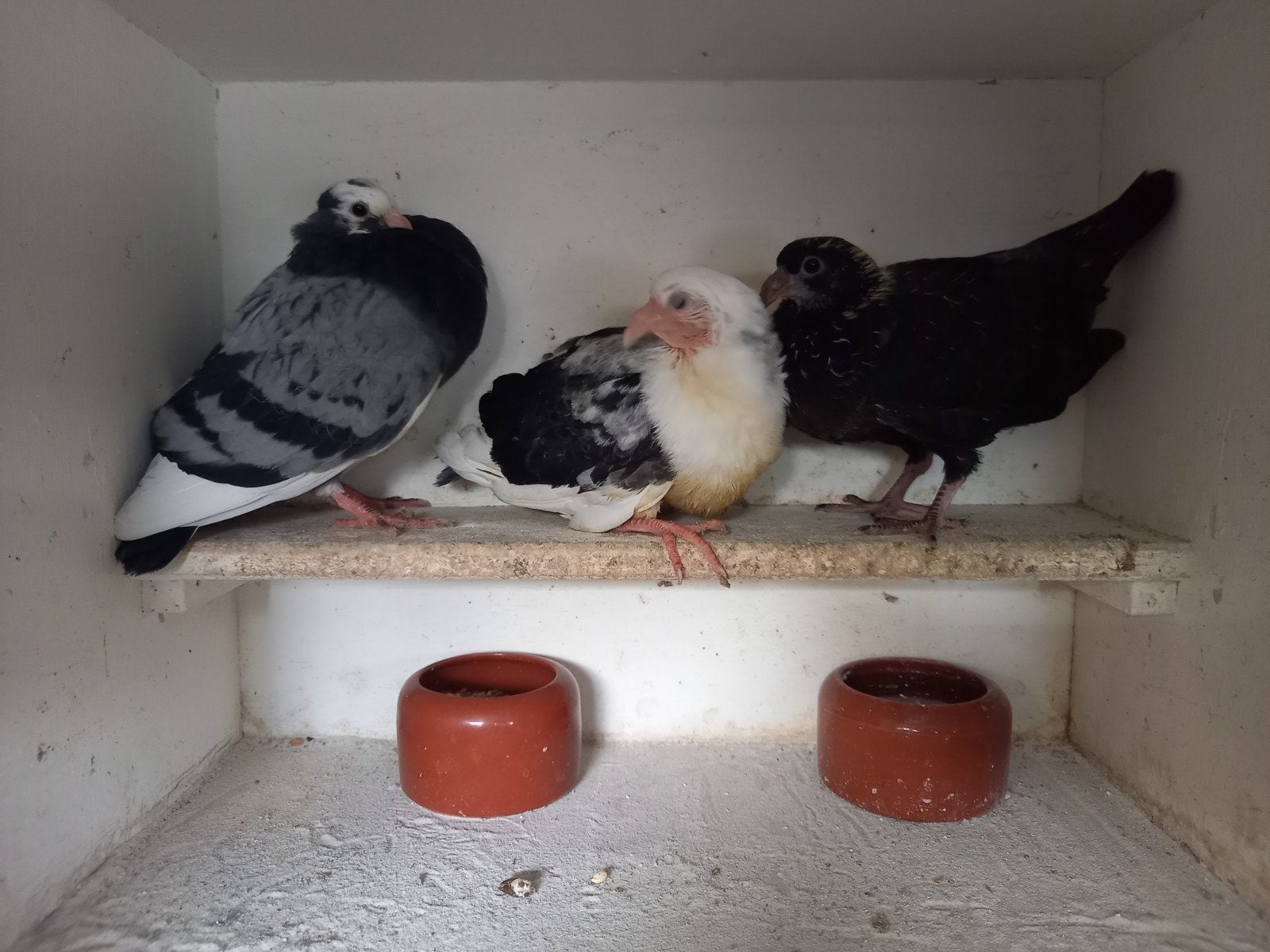 3 goed geteelde kroppers, Dieren en Toebehoren, Meerdere dieren, Kropper