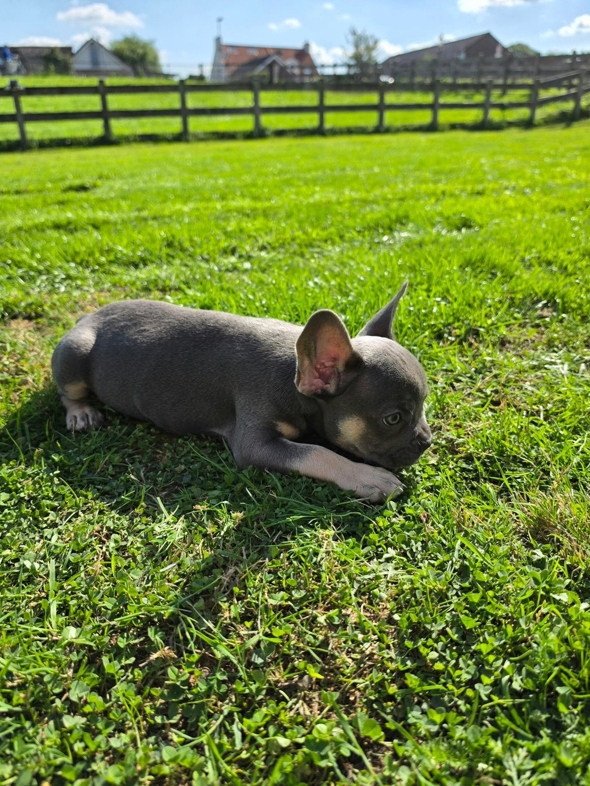 Nog 3 Franse Bulldog pups, Dieren en Toebehoren, 8 tot 15 weken, Meerdere, Meerdere dieren, Nederland
