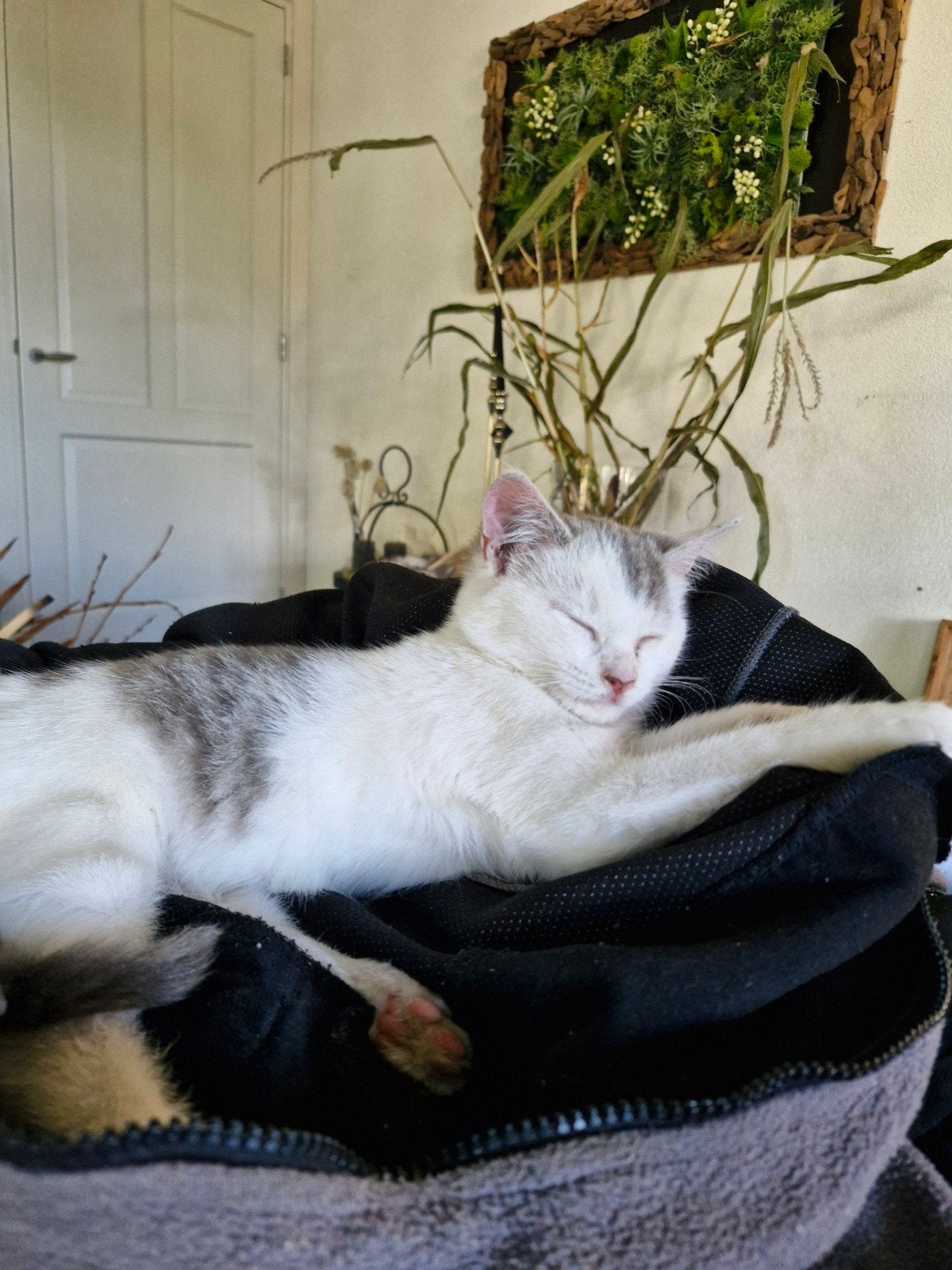 lieve speelse tijger muisgrijze zwart/witte kittens, Dieren en Toebehoren, Meerdere dieren