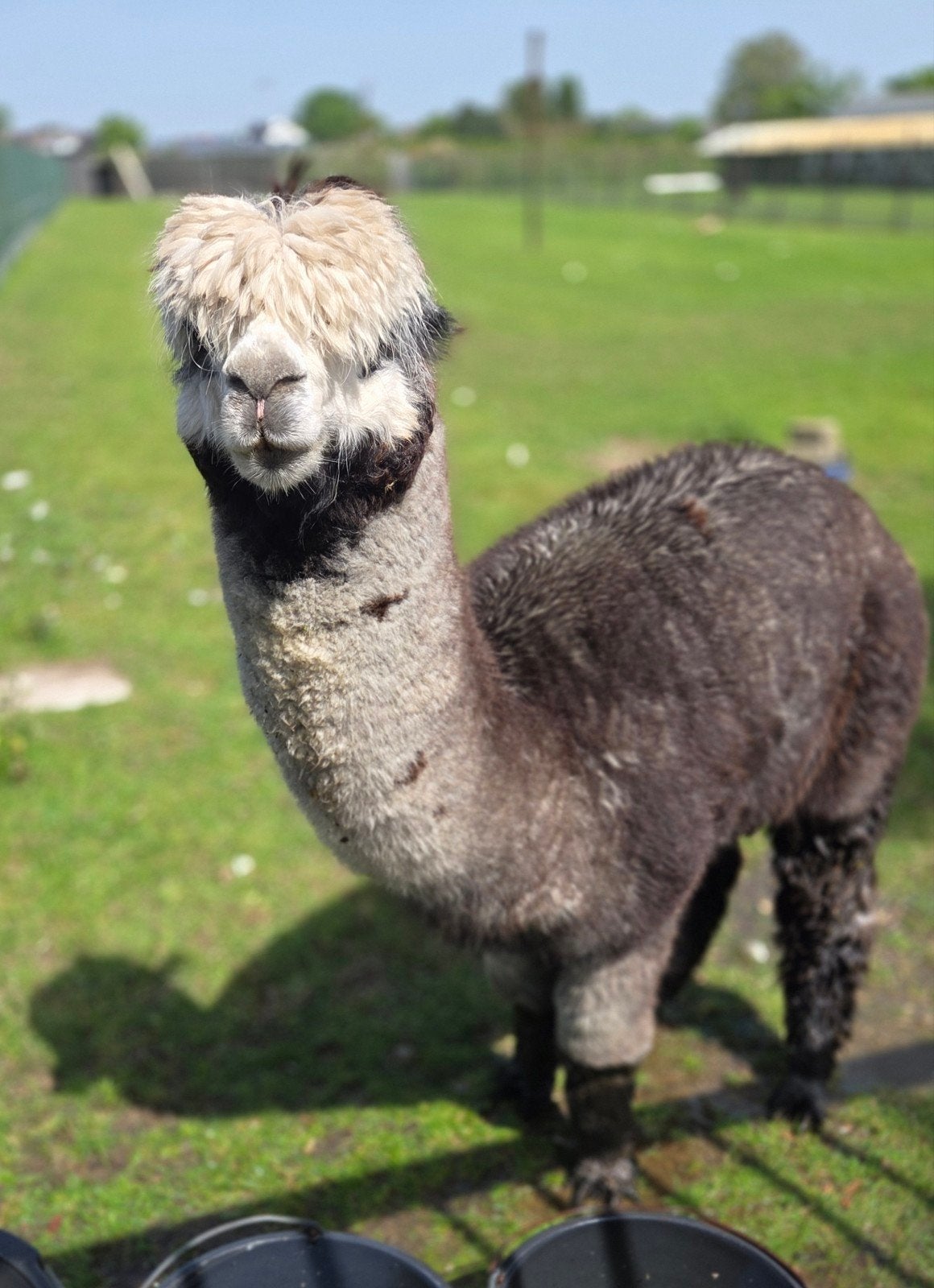 alpaca te huur, Dieren en Toebehoren, Overige Dieren, Maart, Mannelijk